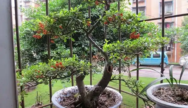 金弹子嫁接心得分享