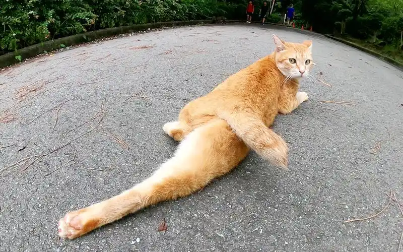 猫伸展双腿,在公园的步行道上放松