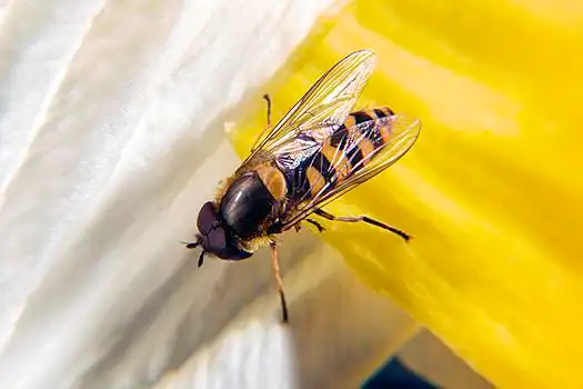 苍蝇,花,黄色,白色