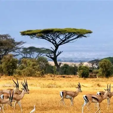 各种动物头像大全