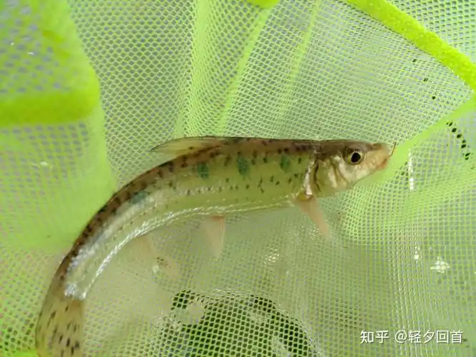 在比较浅的小溪里生活的小鱼是什么种类的鱼? - 知乎