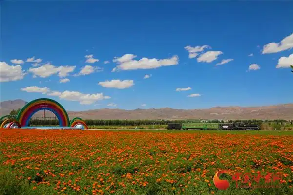 张掖山丹:戈壁滩上种出好"风景"(组图)