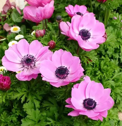 欧洲银莲花anemonecoronaria