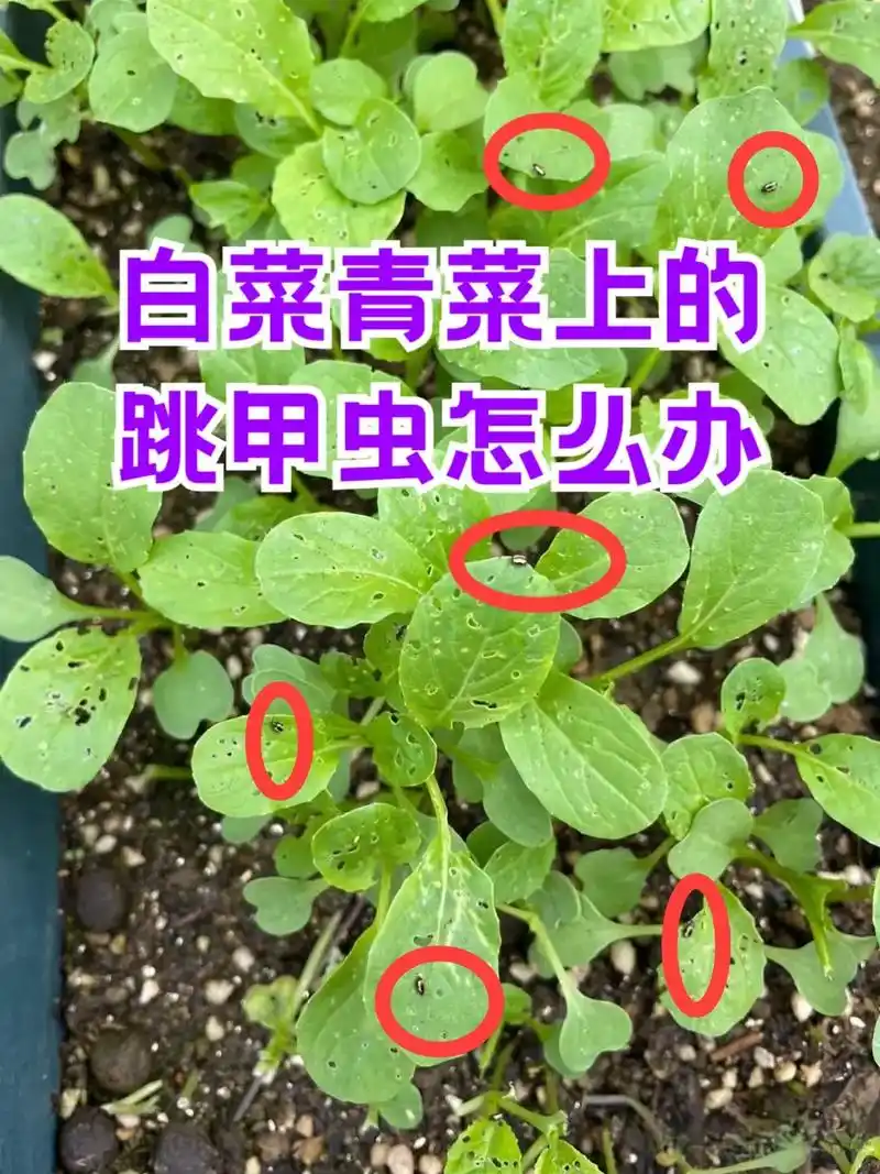 白菜青菜叶子上的小洞怎么回事.#病虫害防治 #害虫 #跳甲  - 抖音