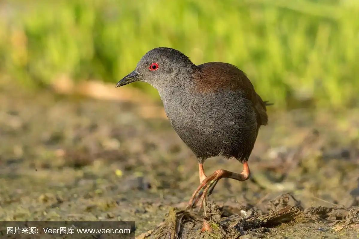 黑秧鸡,干净,自然,澳大利亚文明,图像