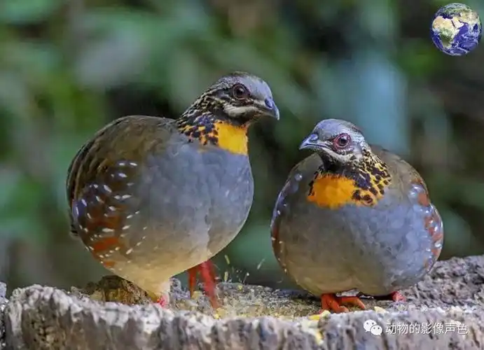 四川的国宝可不止大熊猫,这种"小野鸡"被称为鸟中大熊猫