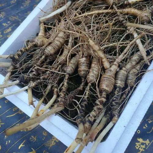 鲜人参 长白山林下野山参 21年野播籽货 2023年新货 高龄野生人参