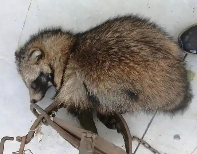 对整个山林的野生动物们造成的隐患是有目共睹的——如果套住的不是豹