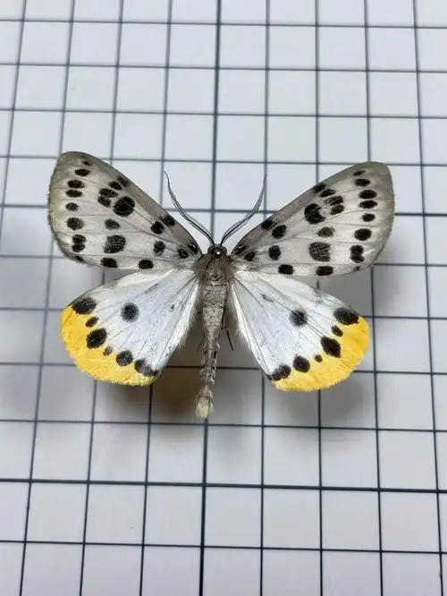 灰星尺蛾arichannajaguarinaria