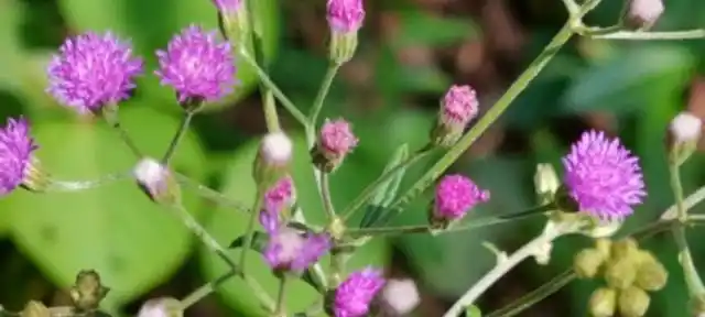 这种植物叫夜香牛,已经开花了,大家来欣赏一下
