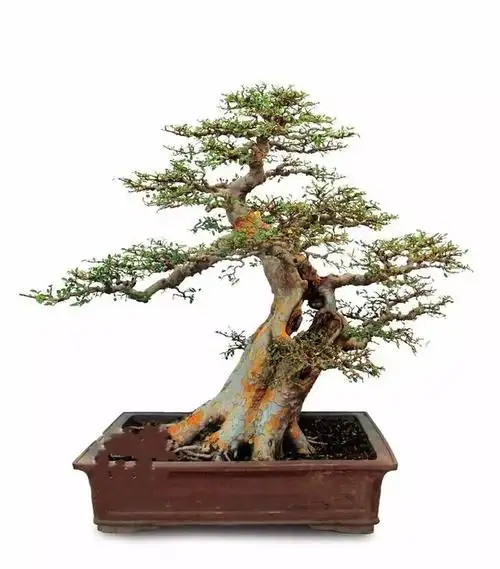 大果榆树盆景图片欣赏(大树型榆树盆景图片)_植物知识网