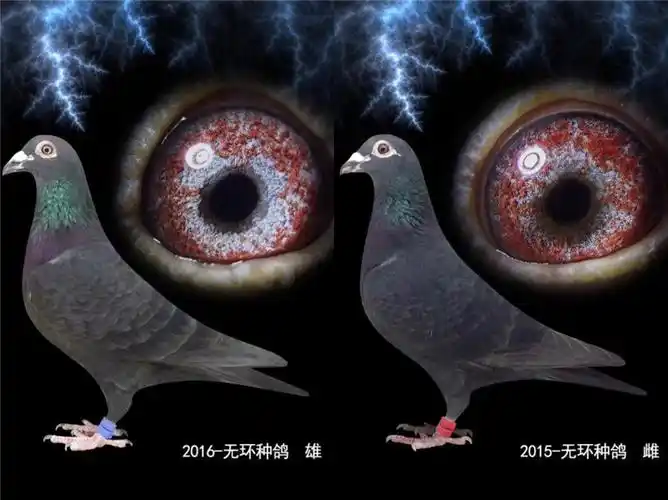 涵涵鸽业一对黑色珍珠眼微信13544150820己售