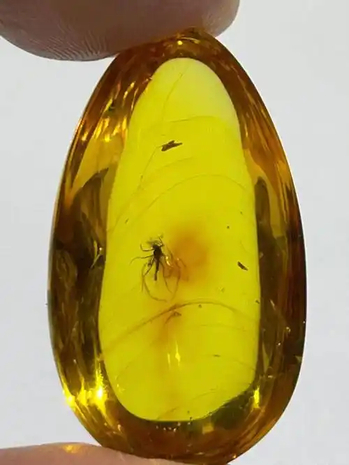 琥珀是一种非常古老的有机宝石,它诞生于大约五千万年前,是由始新世纪