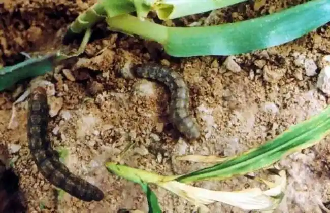 非常规虫害之地老虎处理办法