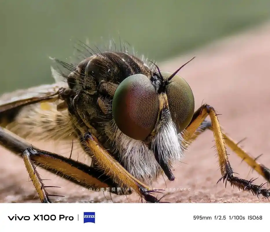 第55集:食虫虻高清写真来了90.能和大黄蜂硬刚的昆虫,昆虫 - 抖音