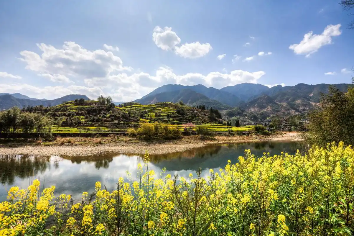 浙江开化油菜花风景实拍