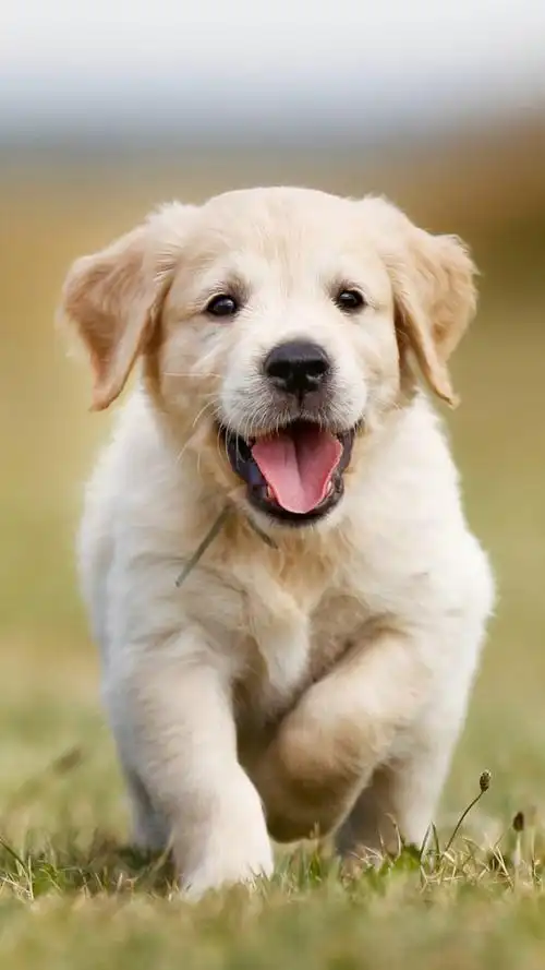 金毛狗狗 - 堆糖,美图壁纸兴趣社区