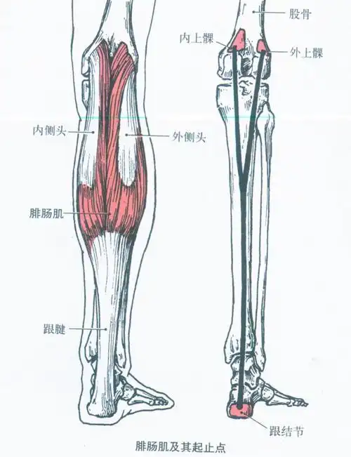 腓肠肌(gastrocnemius)