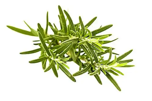 迷迭香枝图片_迷迭香枝图片大全_迷迭香枝图片素材