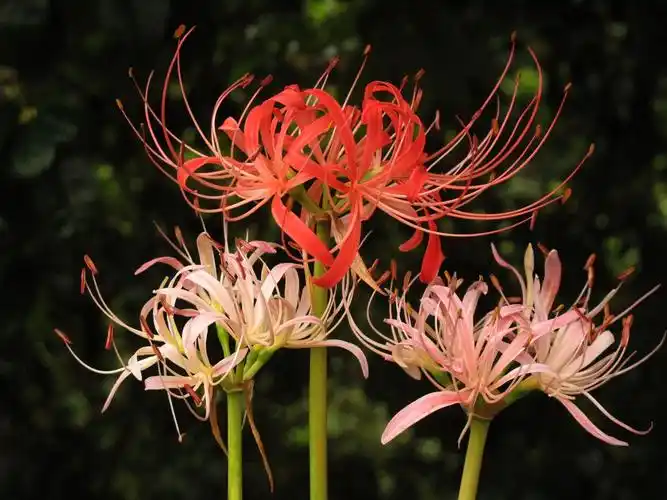 五彩斑斓的彼岸花五朵彼岸花