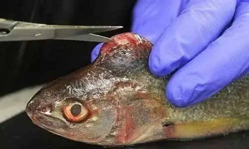 太可怕福岛周边海域的变异鱼类