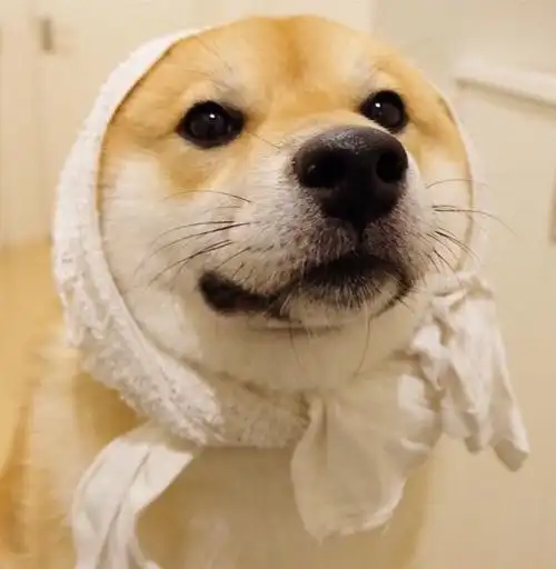 头像萌你看我美吗秋田犬表情包