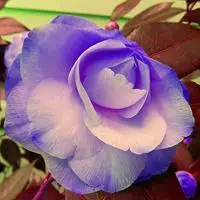 微信山茶花唯美头像图片一朵唯美的山茶花头像