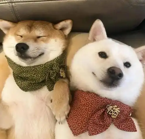 情侣头像狗狗可爱蠢萌柴犬 情侣头像图片大全 -【爱个性】