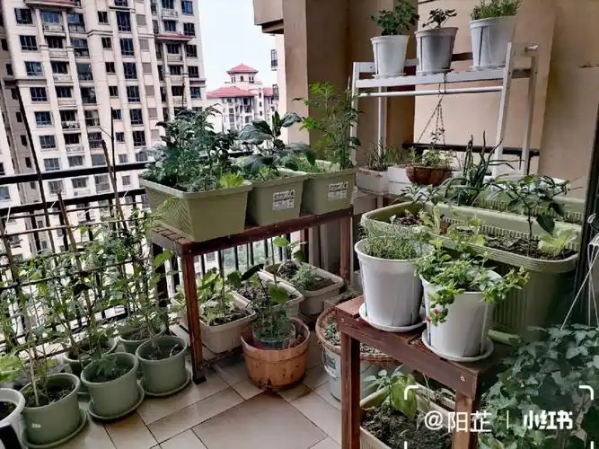 阳台种菜