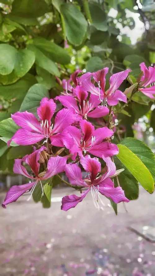 紫荆花盛开的季节 - 美篇