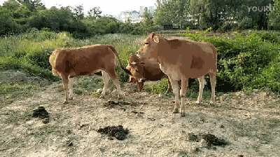 本店采用云贵川散养小黄牛,尤其是母牛两到三岁的时候是品尝的最佳