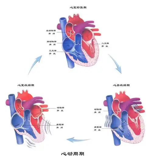 第节心脏的泵血功能