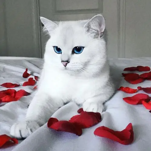 吸猫大会英短银渐层重点色coby