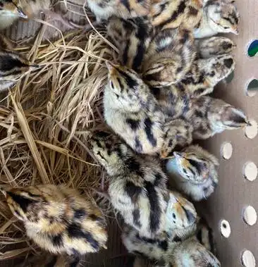 七彩山鸡苗 纯种种苗 幼苗 小鸡苗 山鸡苗