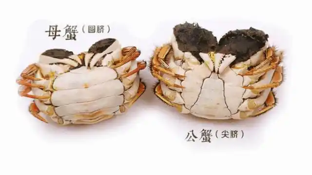 螃蟹公蟹和母蟹区别(公蟹母蟹区别很大)(3)