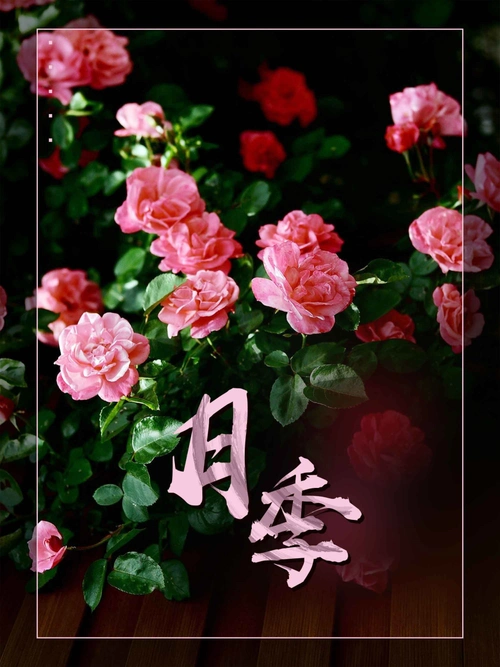 粉色文艺简约鲜花花店月季花宣传广告