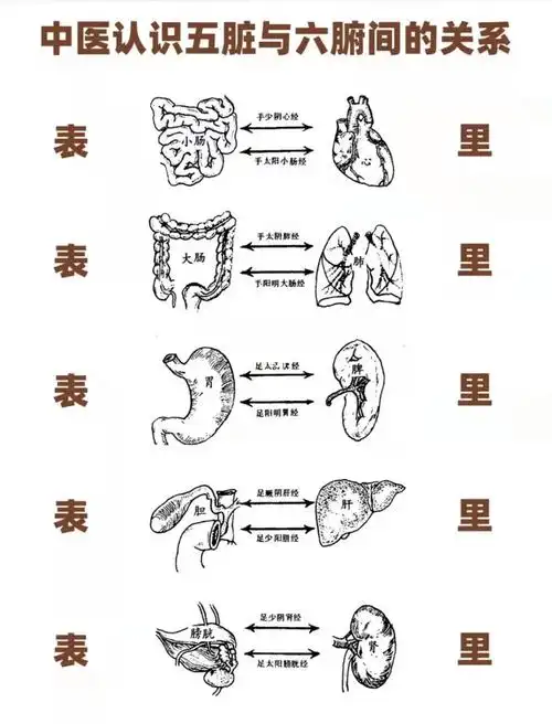 心与小肠:心主血脉,小肠主化物,心阳温煦促进小肠的化物.