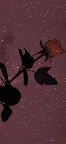 苹果11背景图片/锁屏/壁纸