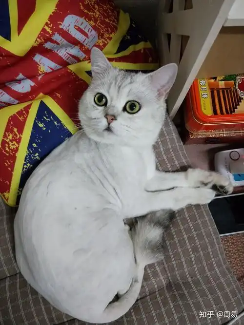 请问银渐层剃毛后毛色会变深吗? - 知乎