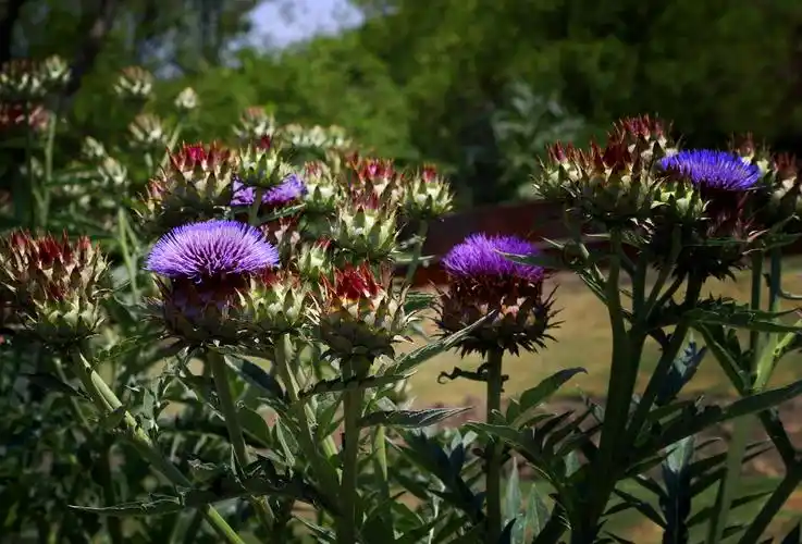 🌿朝鲜蓟:又名洋蓟,菜蓟🥗