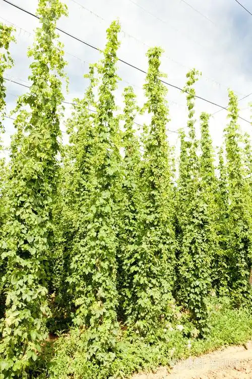 啤酒花花园捷克republci