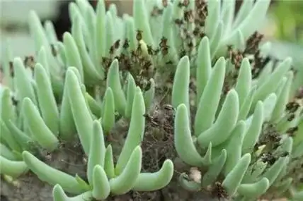 这8种多肉竟然有毒!家里有老人小孩的注意了!