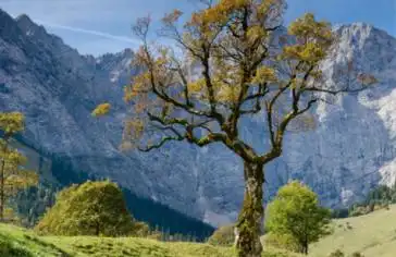 梦见树木茂盛是什么意思_解梦之家