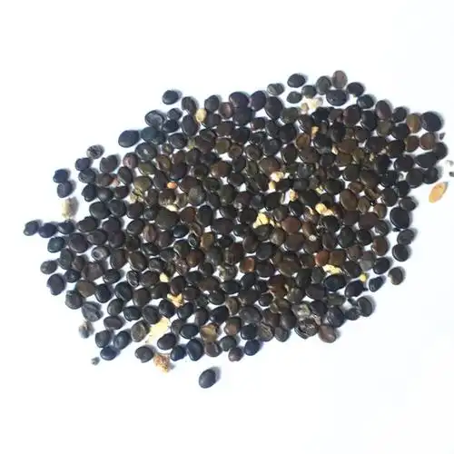 黄芪种子东北野生黄芪种子种苗中草药草本植物盆栽地栽种子种苗