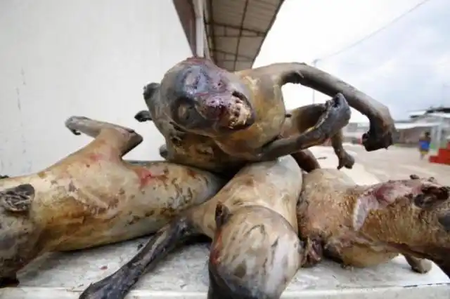 火烧猴脑,加蓬野味市场残忍一幕 (超重口味,没吃午饭的朋友慎入哦!