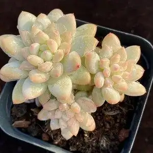 多肉植物冰淇淋图片