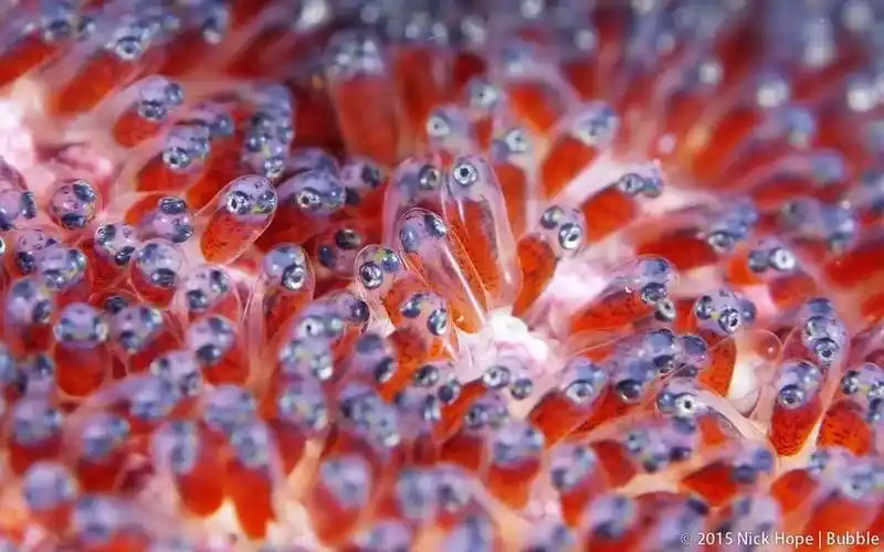 小丑鱼尼莫和正在孵化中的鱼卵