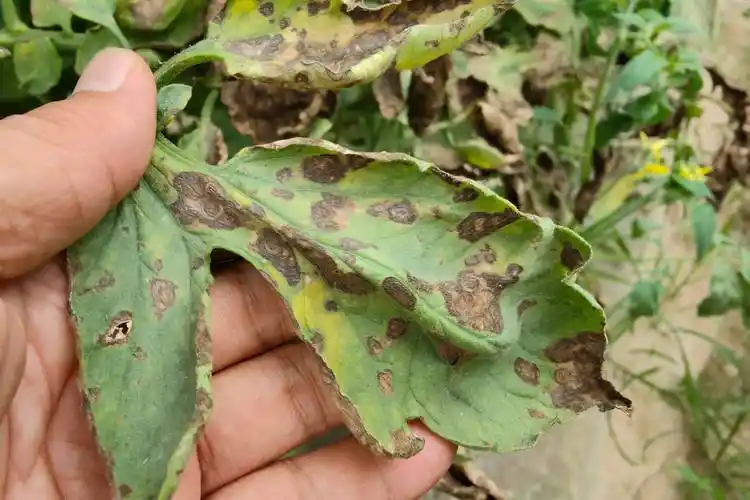 防治番茄早疫病有技巧,用好这连招,能保一季不发生