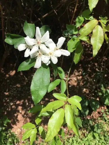 灵观峡湖岸两边开满了这样的小白花,尚不知这花叫什么名字,但是真的很