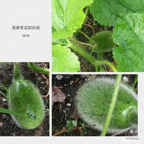 冬瓜成长记